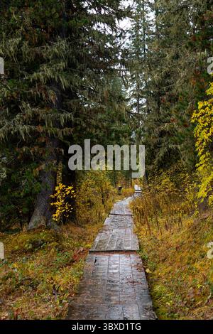 Ein rustikaler Holzsteg schlängelt sich durch einen dichten Herbstwald mit hohen Kiefern und leuchtendem gelbem Laub in Altai. Stockfoto