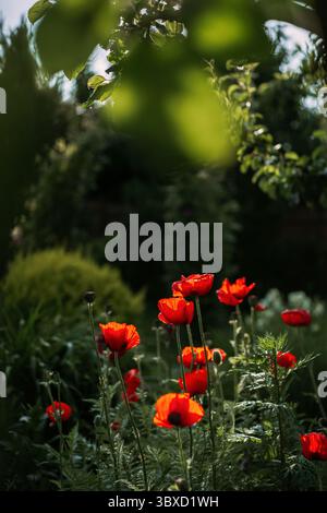Hellroter Mohn, der im Sonnenlicht vor einem üppig grünen Hintergrund leuchtet Stockfoto