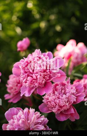 Nahaufnahme blühender rosa Pfingstrosen im Garten während der goldenen Stunde Stockfoto