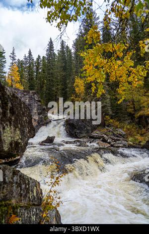 Ein rauschender Fluss kaskadiert über Felsen durch einen dichten Wald mit leuchtendem herbstgelbem Laub und immergrünen Bäumen. Stockfoto