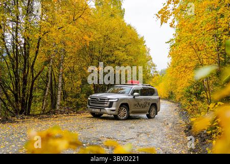 Altai, Kasachstan - 12. Oktober 2024: Ein silberner Toyota Land Cruiser 300 befindet sich auf einer Waldstraße mit hellgelben Herbstblättern. Stockfoto
