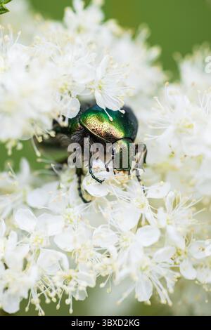 Grüner Rosenreißer auf weißen Blüten Stockfoto
