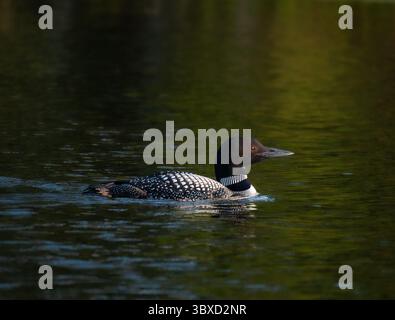 Nahaufnahme eines gewöhnlichen Sees, der auf einem See in Kanada schwimmt. Stockfoto