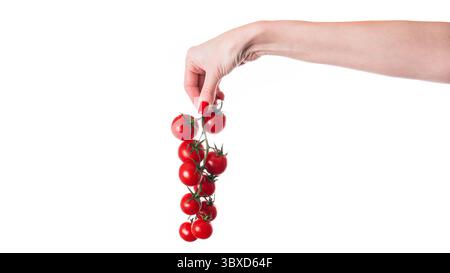 Kirschtomatenzweig in der Hand isoliert auf weißem Hintergrund. Kirschtomate isoliert auf weißem Hintergrund. Stockfoto