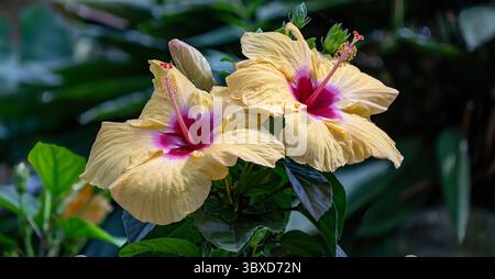 Hibiscus rosa-Sinesis, China Hibiscus im RHS Gardens, Wisley Stockfoto