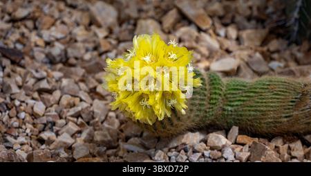 Parodia leninghausii, Lemon Ball Cactus im RHS Gardens, Wisley Stockfoto