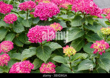 Rosa Hortensie Blüte im Hochsommer. Stockfoto