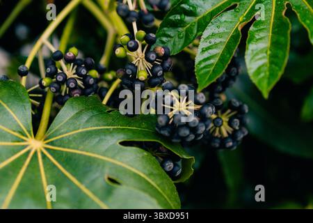 Reife Japanische Aralia-Beeren Inmitten Von Blättern. Hochwertige Fotos Stockfoto
