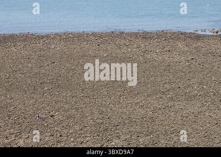 Ein Kiesstrand bei Ebbe. Die Flut ist völlig draußen und zeigt ein Steinfeld. Eine Familie auf der Suche nach Leben in den Felsenbecken und Felsspalten. Stockfoto