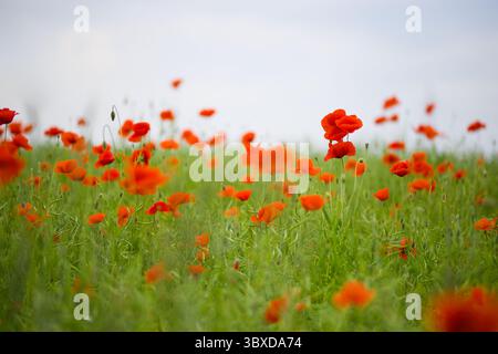 Ein weitläufiges Feld von leuchtend roten Mohnblumen tanzt unter einer sanften Brise, ihre leuchtenden Blütenblätter fangen das Sonnenlicht ein und malen die Landschaft mit reichen, Stockfoto