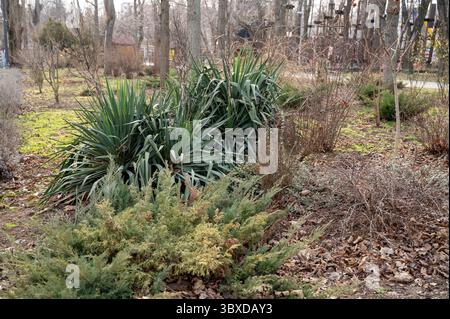 Schöner Winter- oder Spätherbst-Blick auf den Garten mit Erstfrost, schneebedeckten Nadelbäumen und Sträuchern Stockfoto
