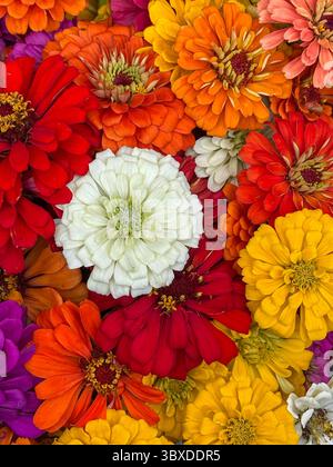 Ein Vollformatbild von leuchtend farbigen Zinnblüten in Blüte, das einen lebendigen und strukturierten floralen Hintergrund schafft, der sich ideal für die Verwendung in der Saison, im Garten oder in der Gartenbranche eignet Stockfoto