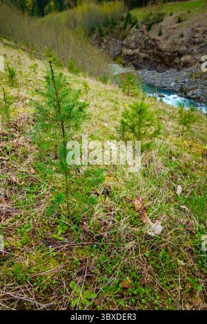 Kürzlich gepflanzte edle Tannen entlang des ehemaligen Elwha River Lower Damms in Port Angeles, Washington Stockfoto