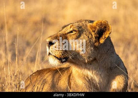 Löwin, Panthera leo, Nahporträt, goldenes Licht. Stockfoto