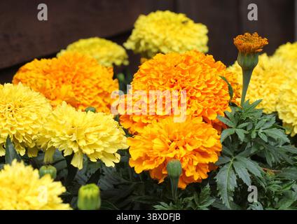 Eine Nahaufnahme der farbenfrohen afrikanischen Ringelblume, Tagetes erecta Stockfoto