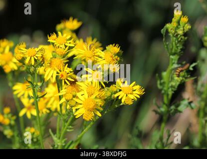 Eine Nahaufnahme der Wildblume gemein Ragkraut, Jacobaea vulgaris Stockfoto