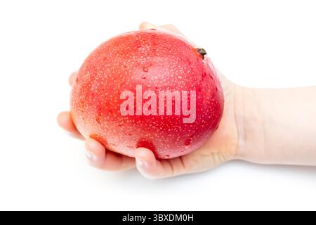 Peruanische Kent Mango isoliert auf weißem Atelierhintergrund. Stockfoto