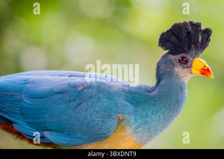 Der große blaue Turaco (Corythaeola cristata) ist eine Vogelart aus der Familie der Musophagidae. Stockfoto