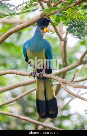 Der große blaue Turaco (Corythaeola cristata) ist eine Vogelart aus der Familie der Musophagidae. Stockfoto