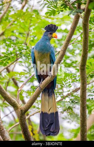 Der große blaue Turaco (Corythaeola cristata) ist eine Vogelart aus der Familie der Musophagidae. Stockfoto