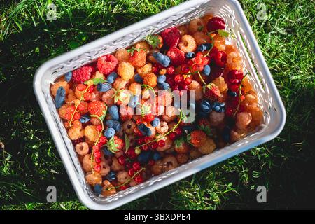 Überströmender weißer Plastikkorb gefüllt mit lebendigen, frisch geernteten Beeren wie Himbeeren, Erdbeeren, roten Johannisbeeren und Geißblatt, die darauf ruhen Stockfoto