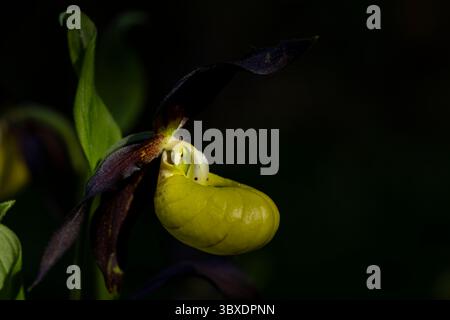 Blüte der Damenschuh-Orchidee (Cypripedium calceolus), die im Tal des Lech in Österreich gefunden wurde Stockfoto