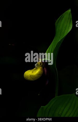 Blüte der Damenschuh-Orchidee (Cypripedium calceolus), die im Tal des Lech in Österreich gefunden wurde Stockfoto