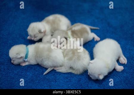 Eine Gruppe von 5 neugeborenen, 1 Woche alten Ragdoll-Kätzchen, die mit geschlossenen Augen auf der Decke schlafen. Hauskatze Stockfoto
