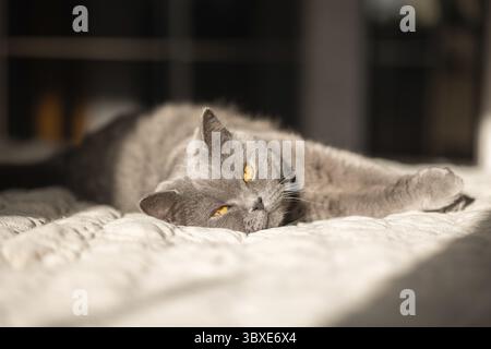 Porträt einer liegenden grauen Katze mit orangen Augen aus der Nähe. Britische blaue Kurzhaar-Katze. Selektiver Fokus. Stockfoto