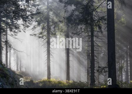 Natürlicher Fichtenwald mit Morgennebel, Sonnenstrahlen brechen durch den Nebel, am Dreisesselberg, Bayerischer Wald, Bayern, Deutschland Stockfoto