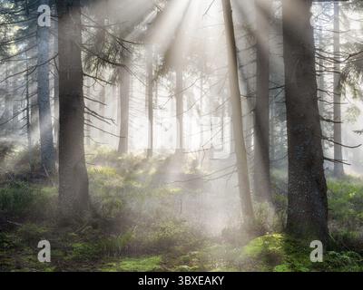Natürlicher Fichtenwald mit Morgennebel, Sonnenstrahlen brechen durch den Nebel, am Dreisesselberg, Bayerischer Wald, Bayern, Deutschland Stockfoto