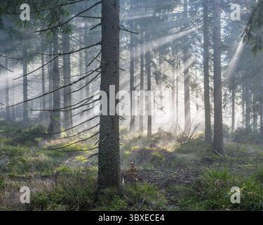 Natürlicher Fichtenwald mit Morgennebel, Sonnenstrahlen brechen durch den Nebel, am Dreisesselberg, Bayerischer Wald, Bayern, Deutschland Stockfoto