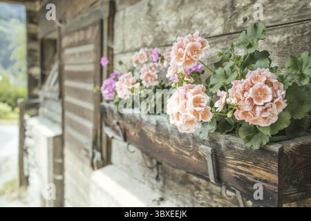 Geranien auf einem alten Bauernhof, Rauris, Pinzgau, Salzburg, Österreich Stockfoto