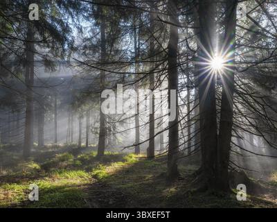 Natürlicher Fichtenwald mit Morgennebel, Sonnenstrahlen brechen durch den Nebel, am Dreisesselberg, Bayerischer Wald, Bayern, Deutschland Stockfoto