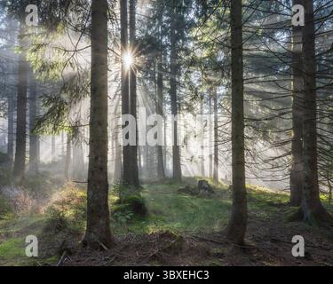 Natürlicher Fichtenwald mit Morgennebel, Sonnenstrahlen brechen durch den Nebel, am Dreisesselberg, Bayerischer Wald, Bayern, Deutschland Stockfoto