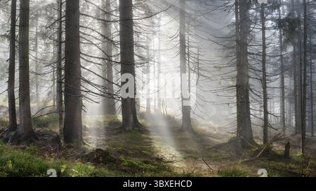 Natürlicher Fichtenwald mit Morgennebel, Sonnenstrahlen brechen durch den Nebel, am Dreisesselberg, Bayerischer Wald, Bayern, Deutschland Stockfoto