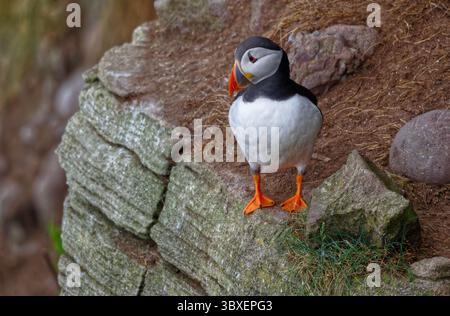 Papageitaucher Stockfoto