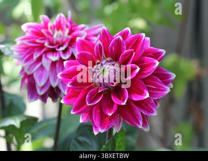Eine Nahaufnahme von Dahlia 'Maldini' blühend im Sommer. UK. Stockfoto