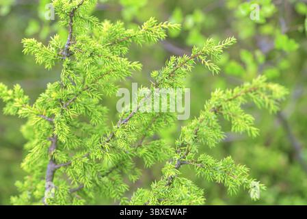 Grünen Wacholderbüschen mit Beeren im Norden Finnland Wald Stockfoto