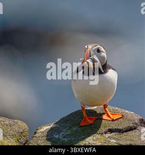 Papageitaucher Stockfoto