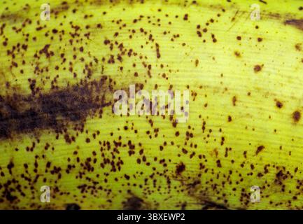 Reife Bananenschale Stockfoto