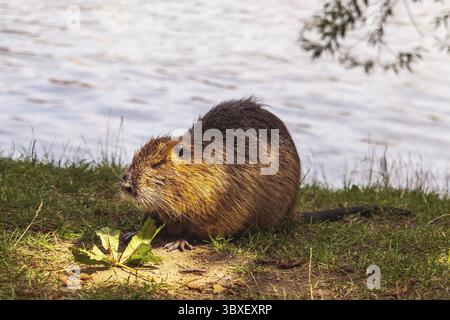 Nutria im Gras am Flussufer, Wasser im Hintergrund Stockfoto