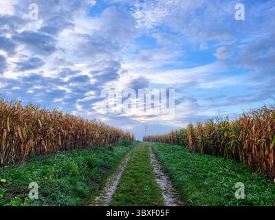 Feldweg zwischen Maisfeldern im Spätsommer unter dramatischen Wolken Stockfoto