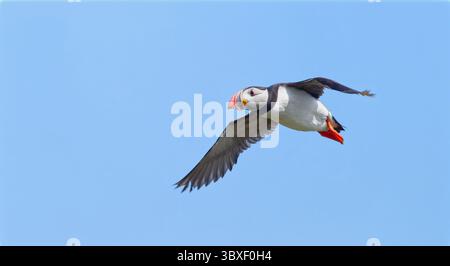 Papageitaucher Stockfoto