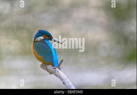 Eisvogel Stockfoto