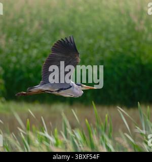 Graureiher Stockfoto