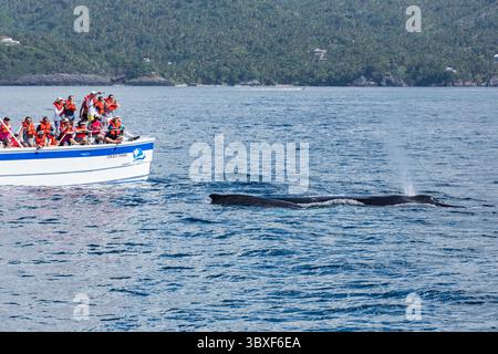 27. Februar 2016, Samana, Provinz Samana, Dominikanische Republik: Ein Mutter- und Kalbschwal in den Brutgebieten der Samana Bay, Dominikanische Republik. (Kreditbild: © Jon G. Fuller/VW Pics via ZUMA Press Wire) Stockfoto