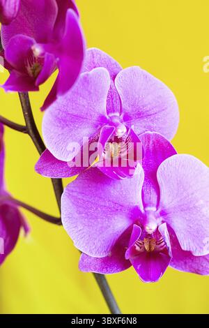 Purpurne Orchideenblüte phalaenopsis, phalaenopsis oder falah auf gelbem Hintergrund. Schmetterlingsorchideen. Violette Orchidee blüht und blüht. Pink Phalaenop Stockfoto