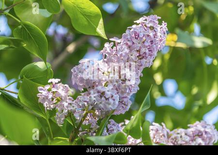 Syringa – hellviolett blühende Fliederblüten auf Busch mit grünen Blättern Stockfoto