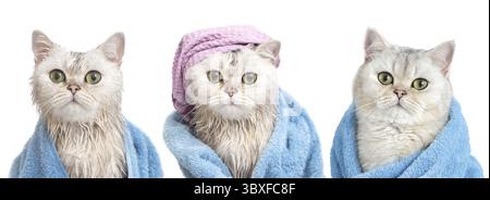 Ein breites Banner von drei lustigen feuchten, weißen britischen Katzen: Nach dem Baden, in ein blaues Handtuch gewickelt, in ein lila Handtuch auf dem Kopf und eine trockene Katze in einem blauen Schlepptau Stockfoto